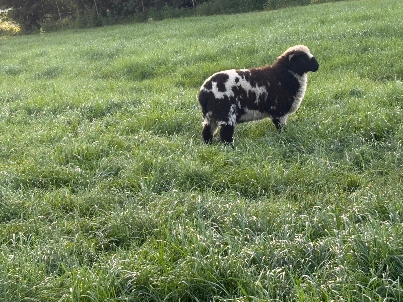 Bonte ram, Dieren en Toebehoren, Schapen, Geiten en Varkens