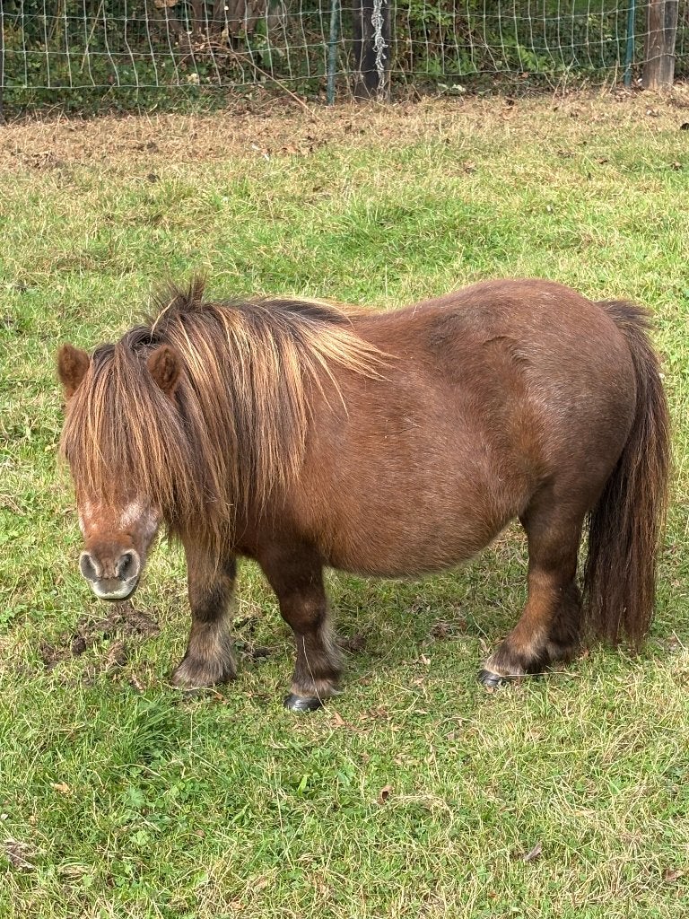 Shetland minipony (merrie), Dieren en Toebehoren, Merrie, Met stamboom, Niet van toepassing, A pony (tot 1.17m)