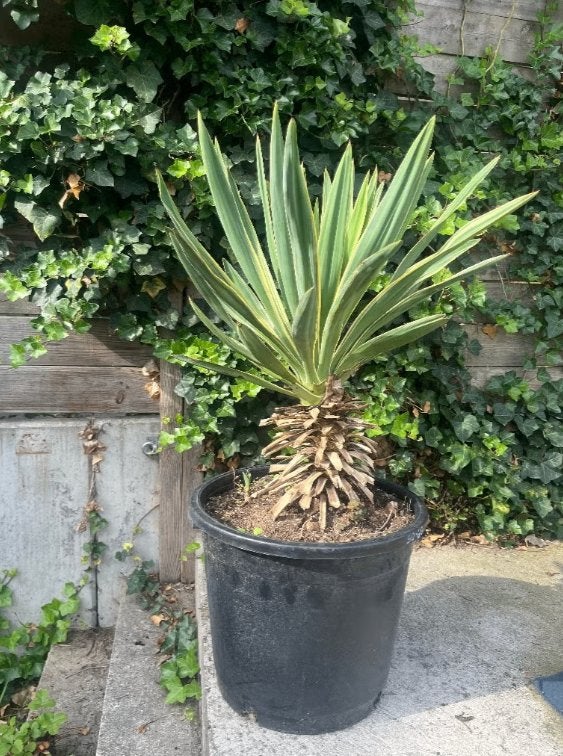 Yucca Variegata - opvallende bonte plant, Bloeit niet, Ophalen of Verzenden, Minder dan 100 cm, Palmboom