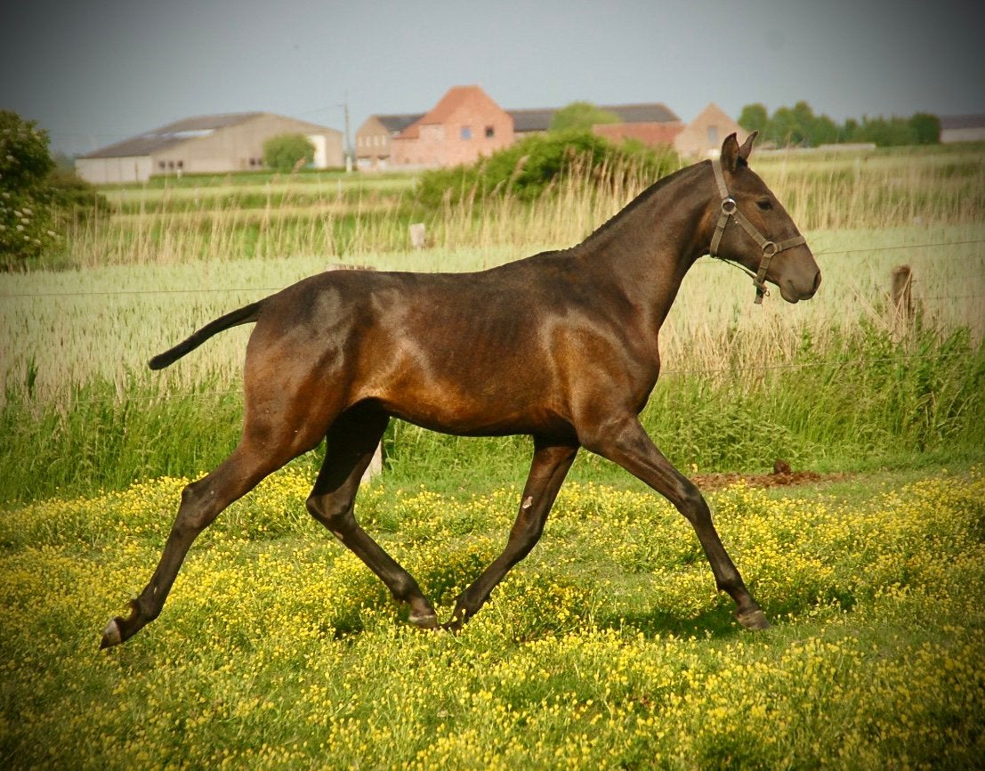 Lusitano jaarling hengst, Minder dan 160 cm, Met stamboom, Dressuurpaard, 0 tot 2 jaar