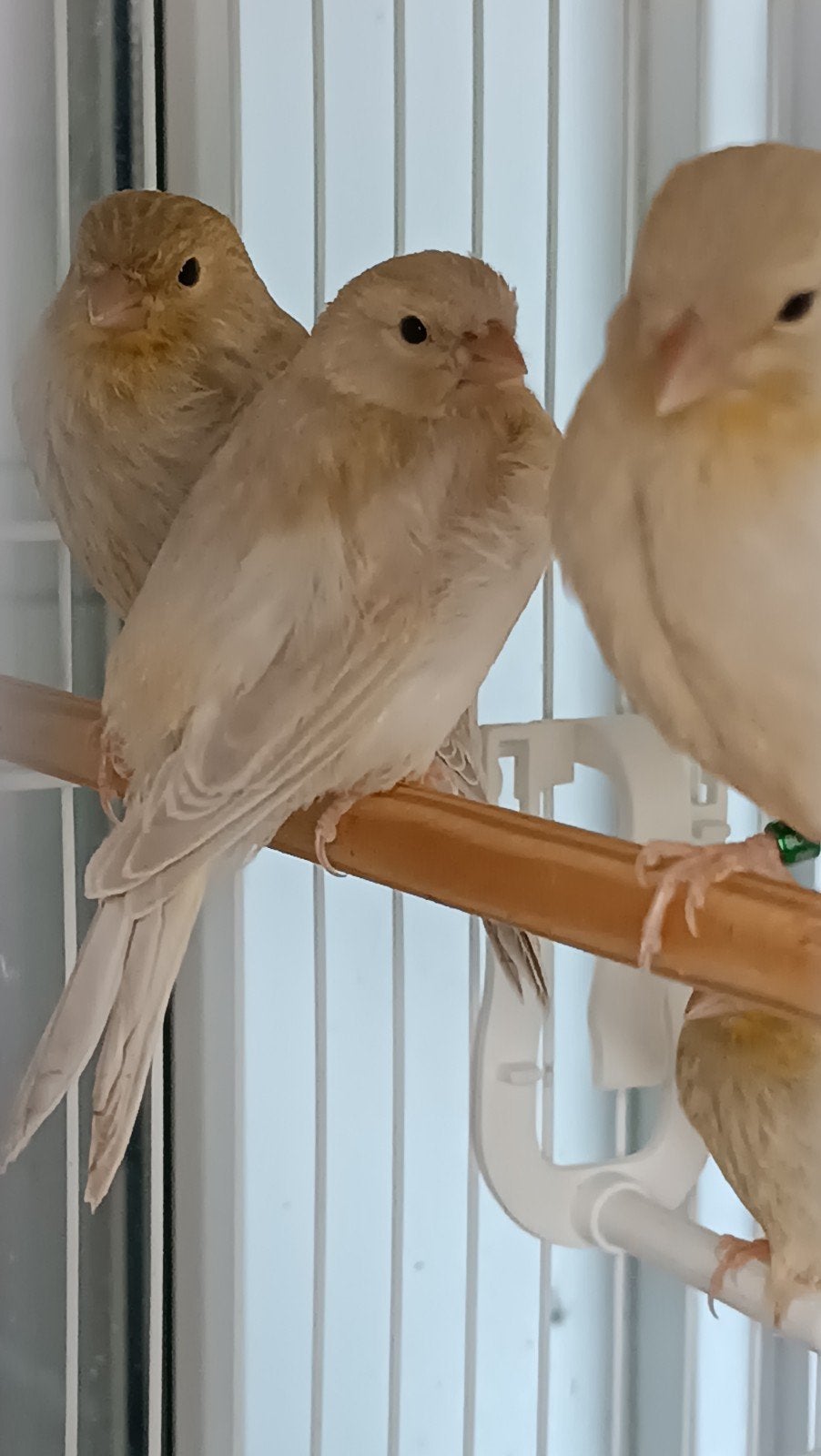 5 kanaries, Dieren en Toebehoren, Vogels | Overige Vogels