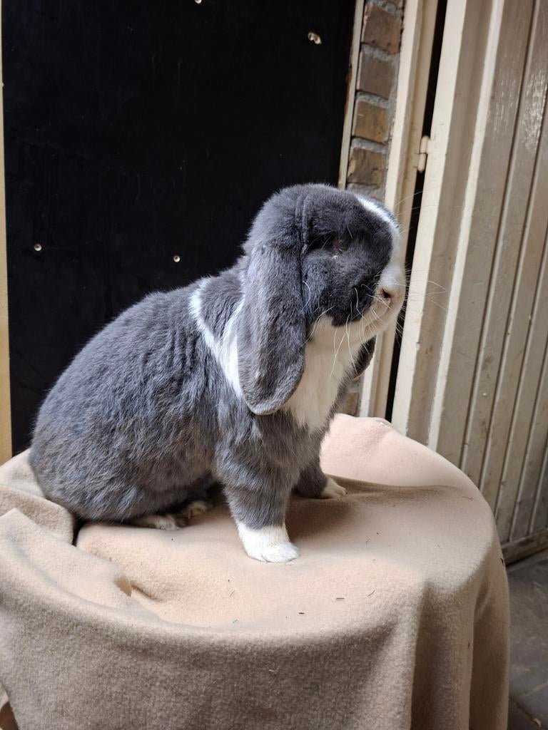 Franse hangoor blauwbont, Dieren en Toebehoren, Konijnen, Mannelijk, Groot, Hangoor, 0 tot 2 jaar