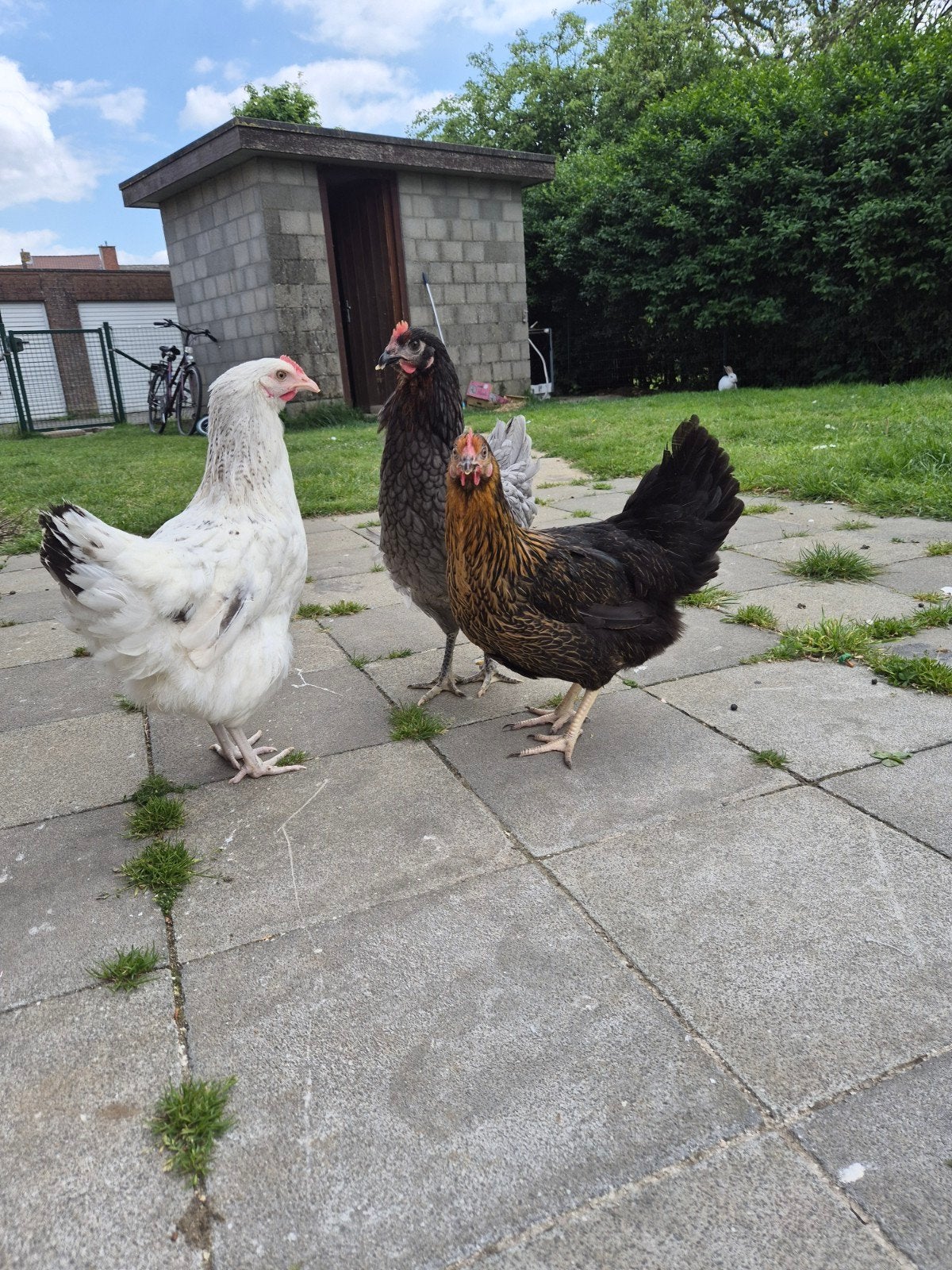 Poulets