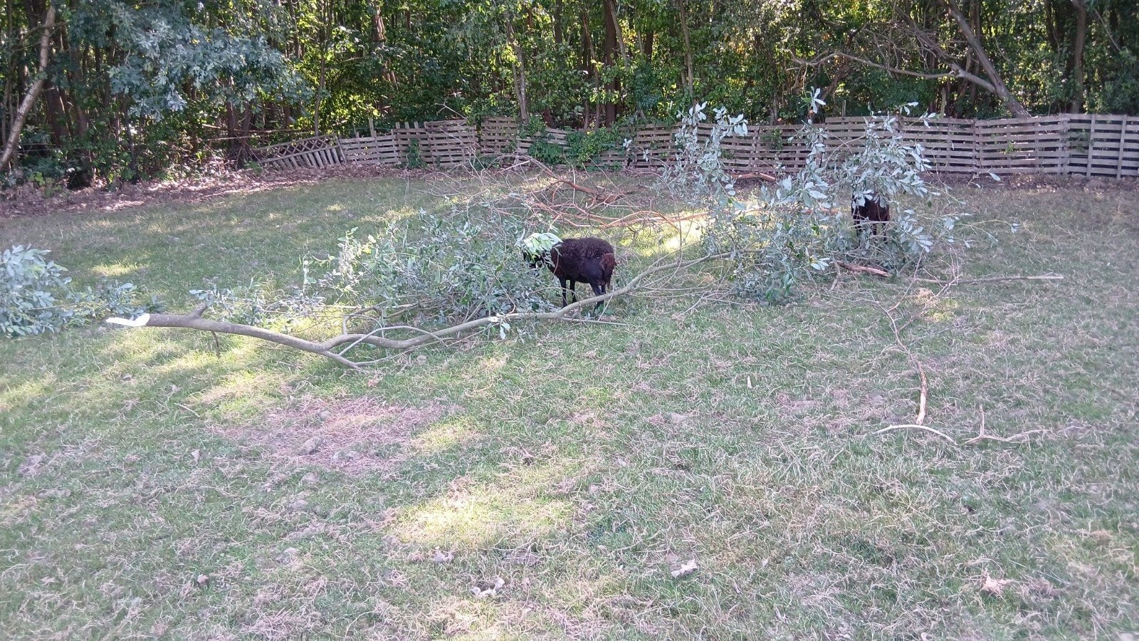twee ooien, Dieren en Toebehoren, Vrouwelijk