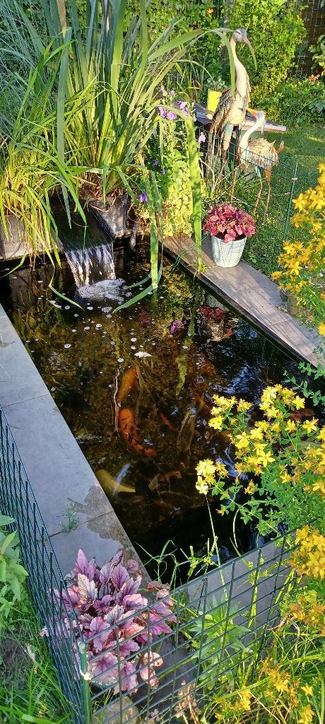 Vijver vissen, Tuin en Terras, Ophalen