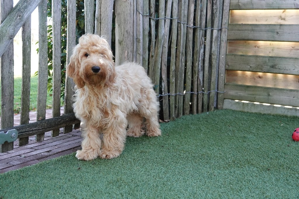 Prachtige Cockapoo pups (Abrikoos & zwart), België, 15 weken tot 1 jaar, Overige rassen, CDV (hondenziekte)