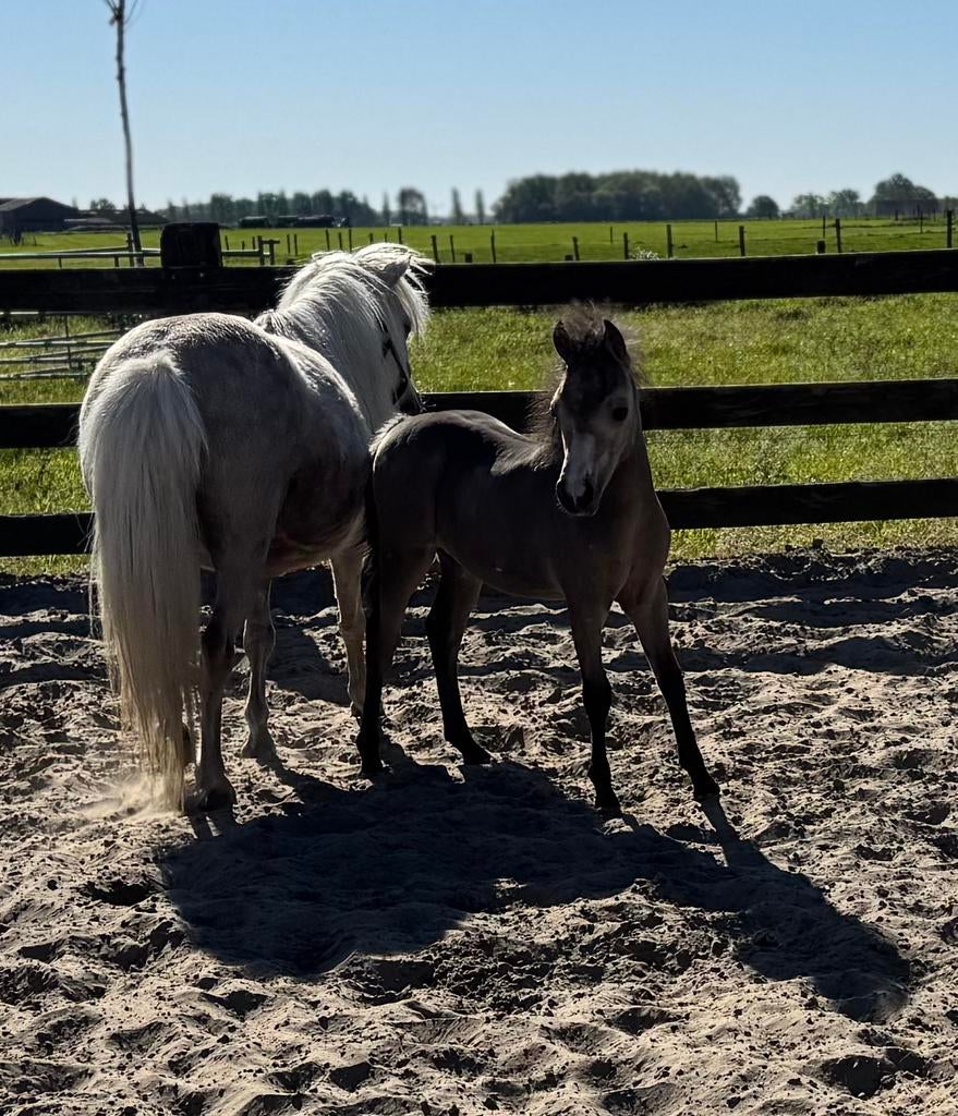 Amha hengstje, Dieren en Toebehoren, Merrie