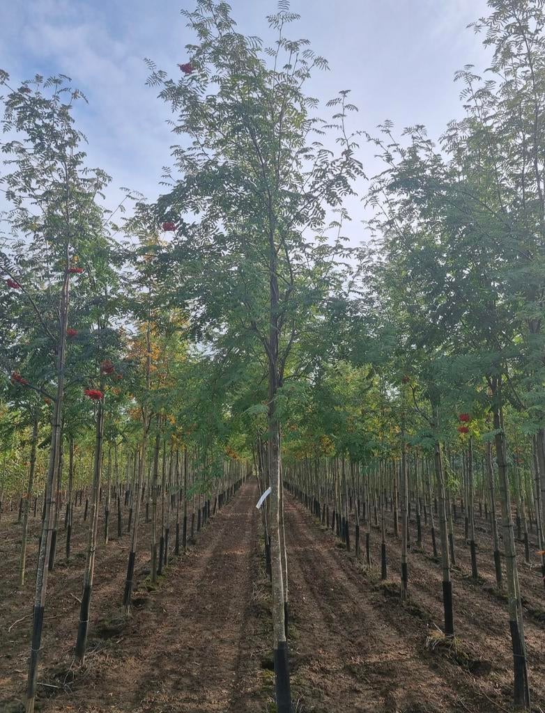 Sorbus aucparia bomen en meerstammige, Tuin en Terras, Planten | Bomen, Herfst, Ophalen of Verzenden