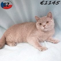 British Shorthair à vendre (Lilas), Plusieurs animaux, Avec puce électronique, 0 à 2 ans