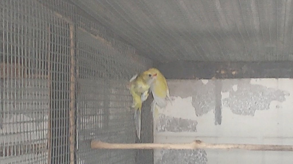 Jong onverwant koppel bont/ lutino x lutino strogeel, Animaux & Accessoires, Oiseaux | Perruches & Perroquets, Perruche, Bagué