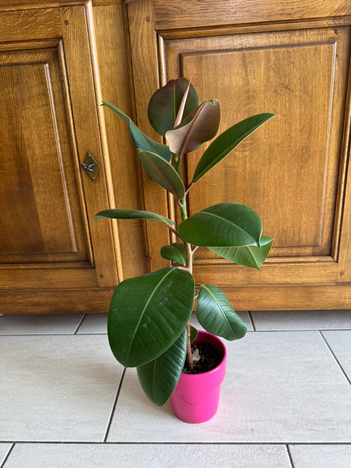 Plante, Ophalen, Ficus