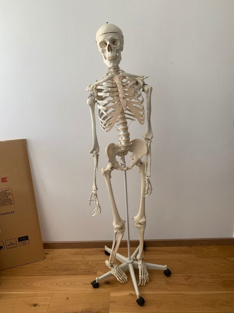 Anatomisch skelet, Diversen, Schoolbenodigdheden, Ophalen, Gebruikt