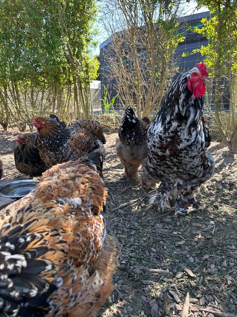 Broedeieren Brahma porselein, Dieren en Toebehoren, Geslacht onbekend, Kip
