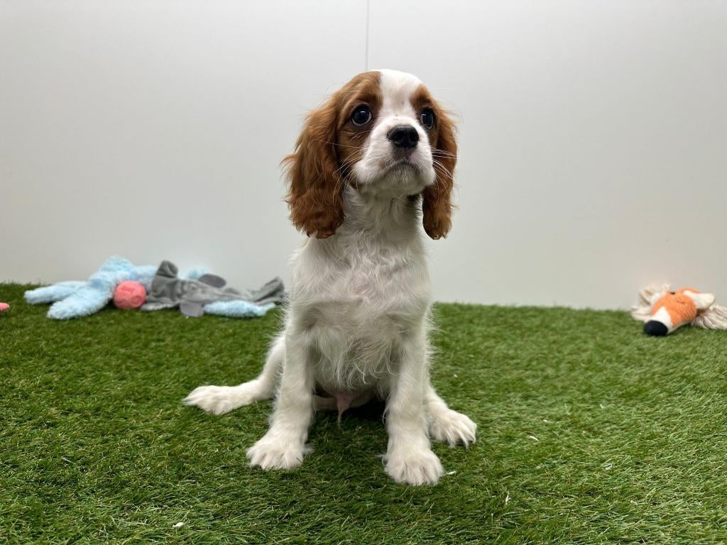 Chiots Cavalier King Charles Spaniel, Animaux & Accessoires, Chiens | Retrievers, Épagneuls & Chiens d'eau, Plusieurs animaux