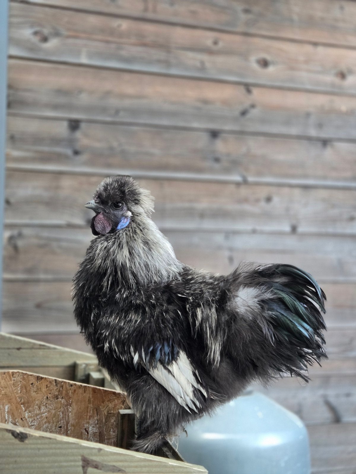 Zijdehoen kriel, Dieren en Toebehoren, Mannelijk, Kip