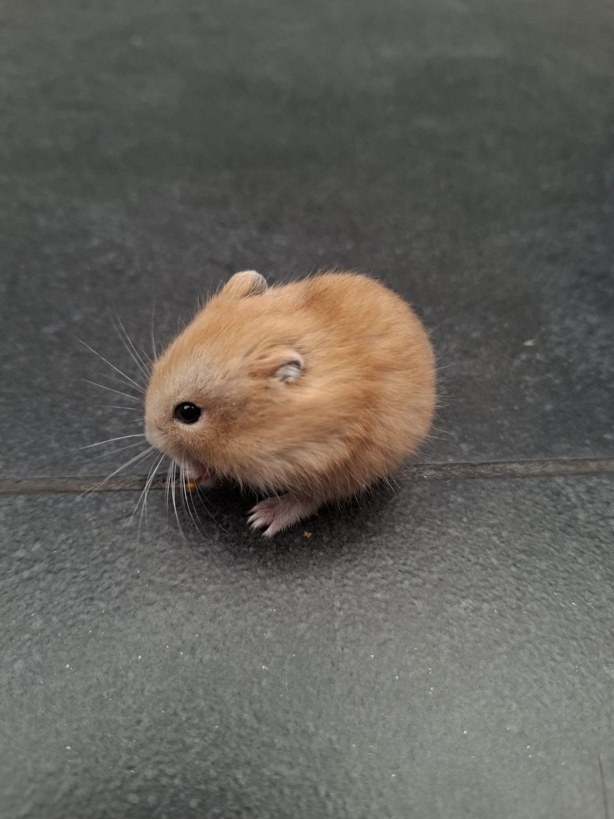 Jonge Russische dwerghamster, Hamster, Mâle, Domestique, Mai