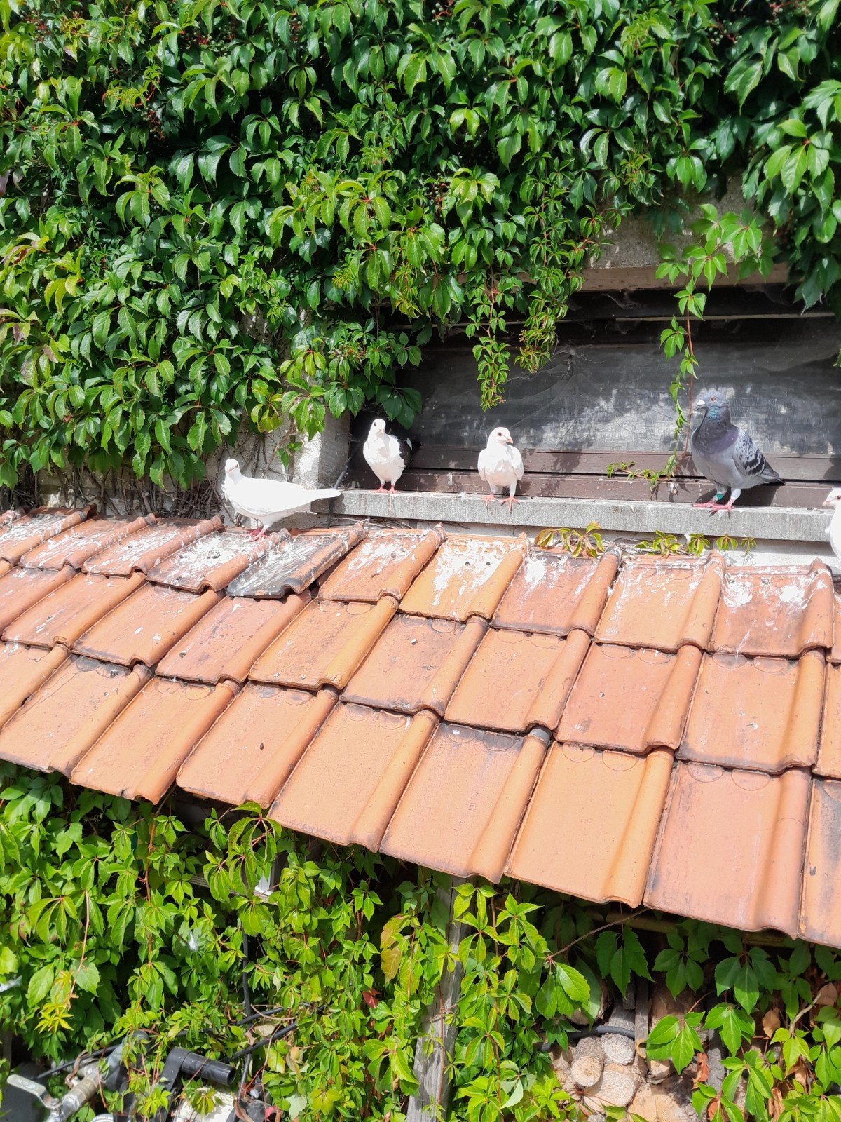 jonge sierduiven, Dieren en Toebehoren