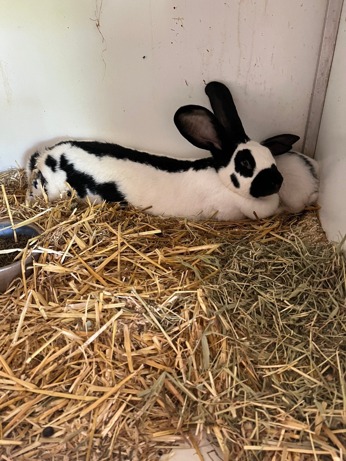 Kweek koppel grote Lotharingen met jongen, Dieren en Toebehoren, Konijnen, Groot