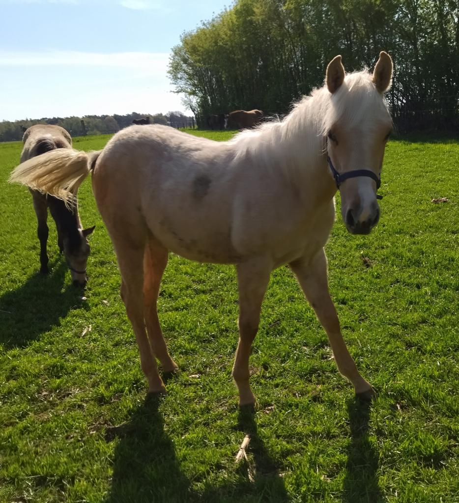Quarter Jaarling Hengsten, Minder dan 160 cm, Met stamboom, Niet van toepassing, 0 tot 2 jaar