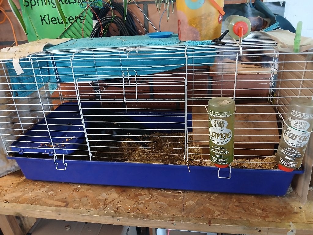 Kooi cavia, Animaux & Accessoires, Rongeurs & Lapins | Cages & Clapiers, Enlèvement, Utilisé, Cage, Cobaye