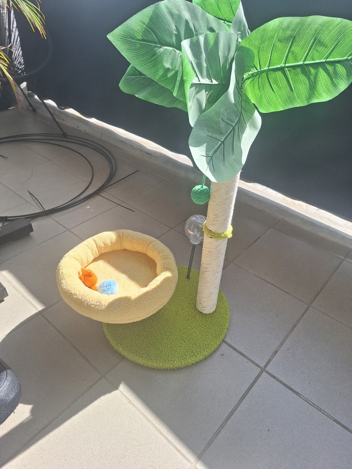 GRATIS krabpaal Kittens, Enlèvement