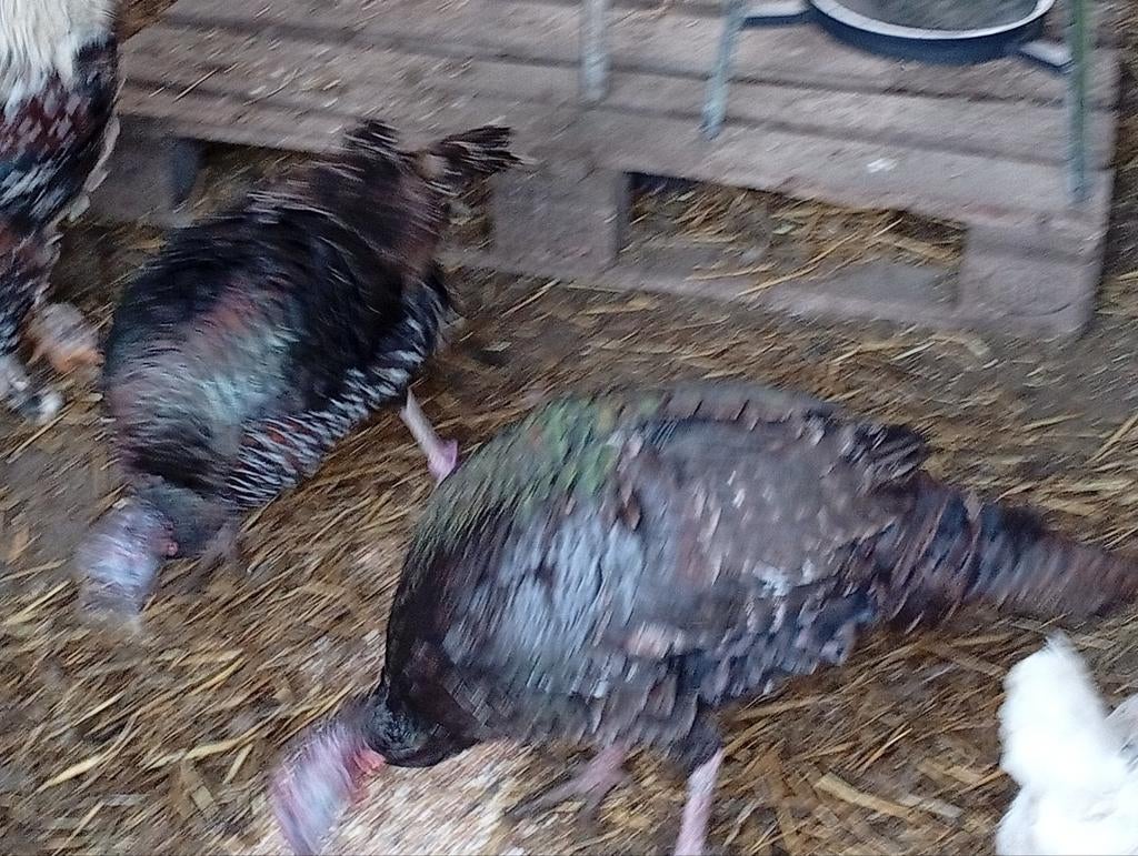 2 kalkoen hennen