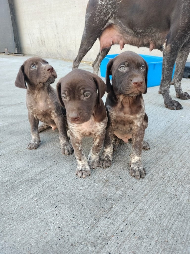 Chiots allemands à poil court debout, 8 à 15 semaines, Plusieurs, Éleveur | Loisir, Braque allemand