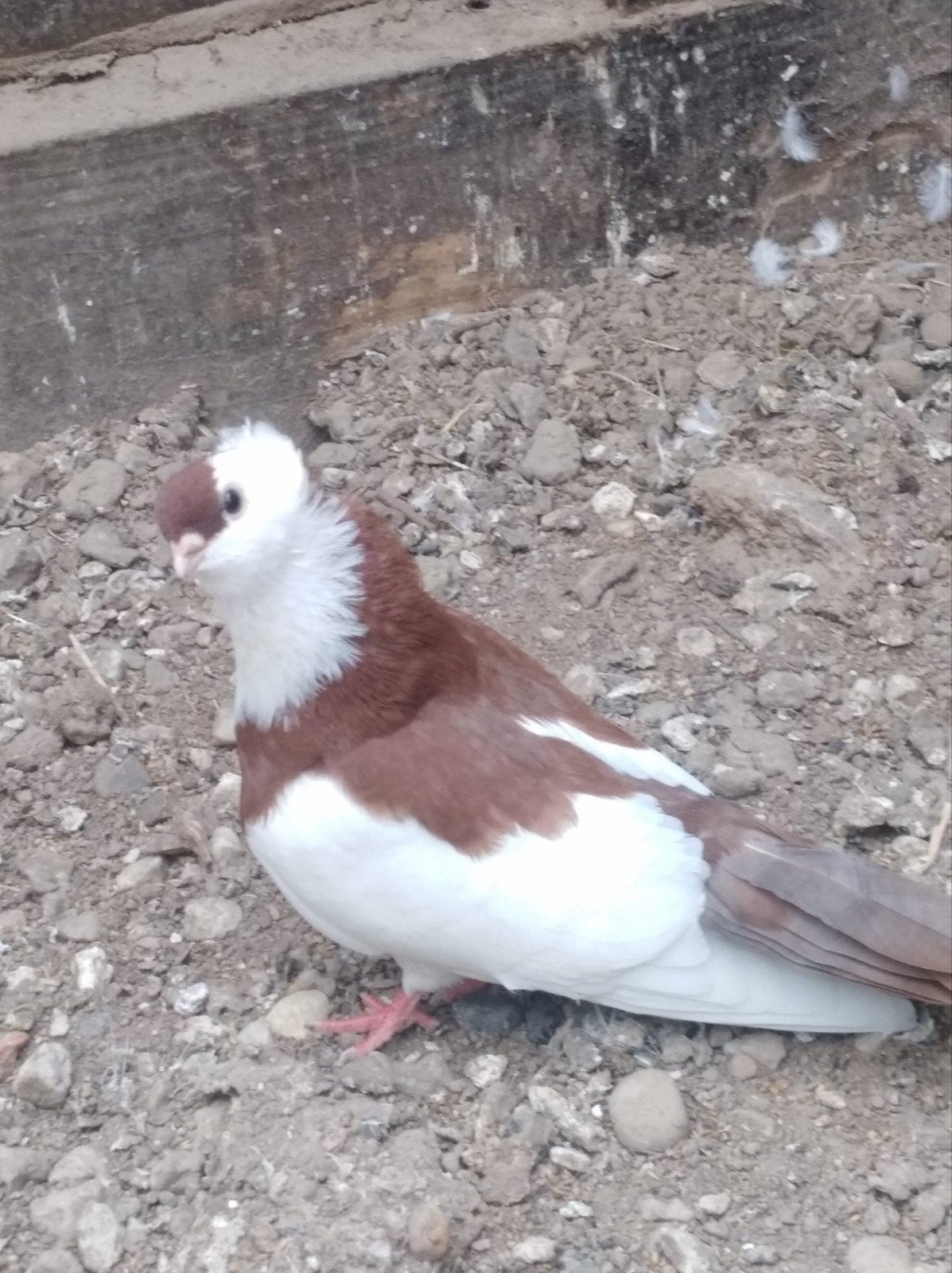 Felegyhazer tuimelaar, Dieren en Toebehoren