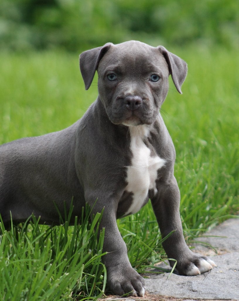 Chiots Stafford américains, Animaux & Accessoires, American Staffordshire Terrier, Chienne, Belgique, Plusieurs