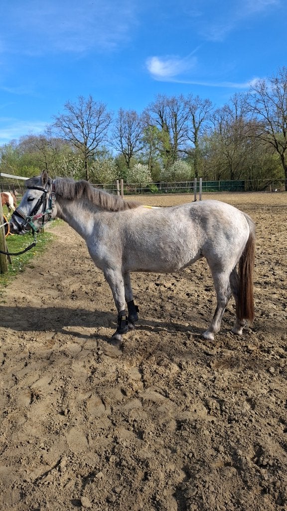 pony, Poney C (1.27 m à 1.37m), Poney de récréation, Avec pedigree, Non dressé