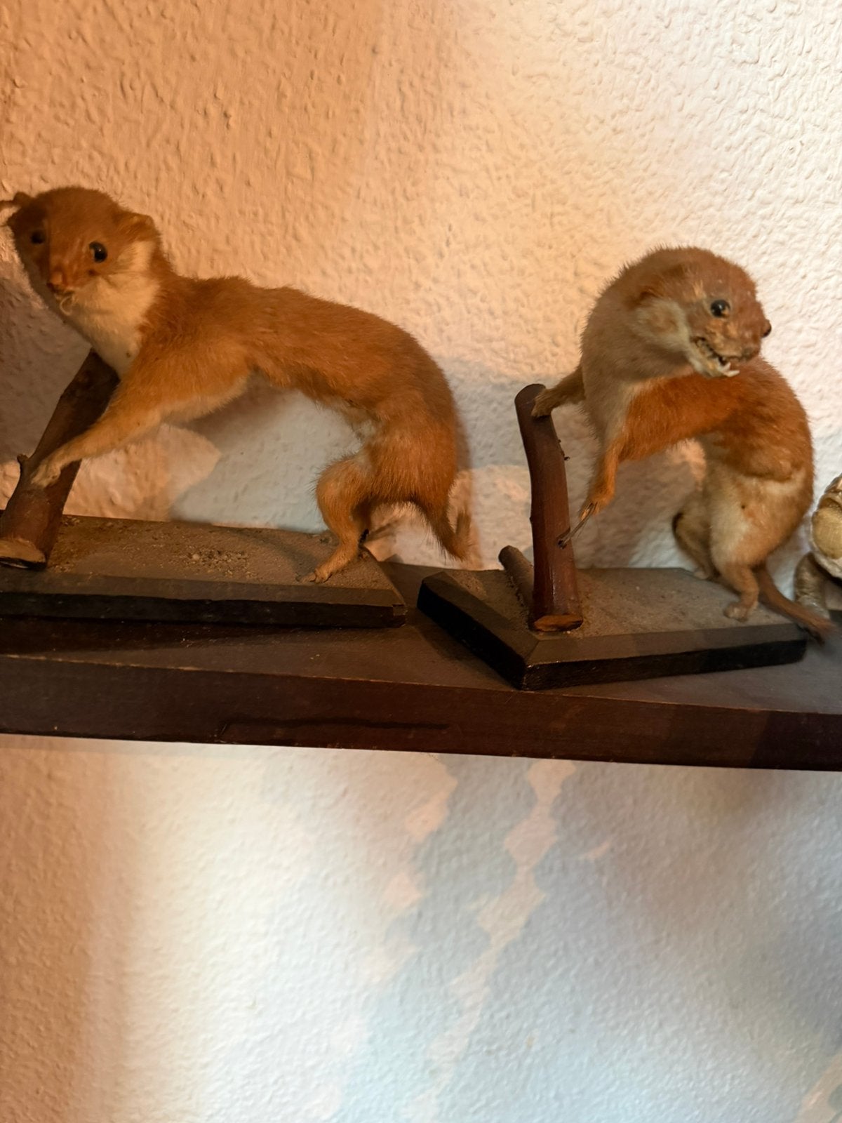 Collection animaux : Taxidermie & Figurines d'oiseaux, Ophalen, Zo goed als nieuw