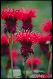 Monarde Cambridge Scarlet, Jardin & Terrasse, Plantes | Jardin, Enlèvement, Mi-ombre
