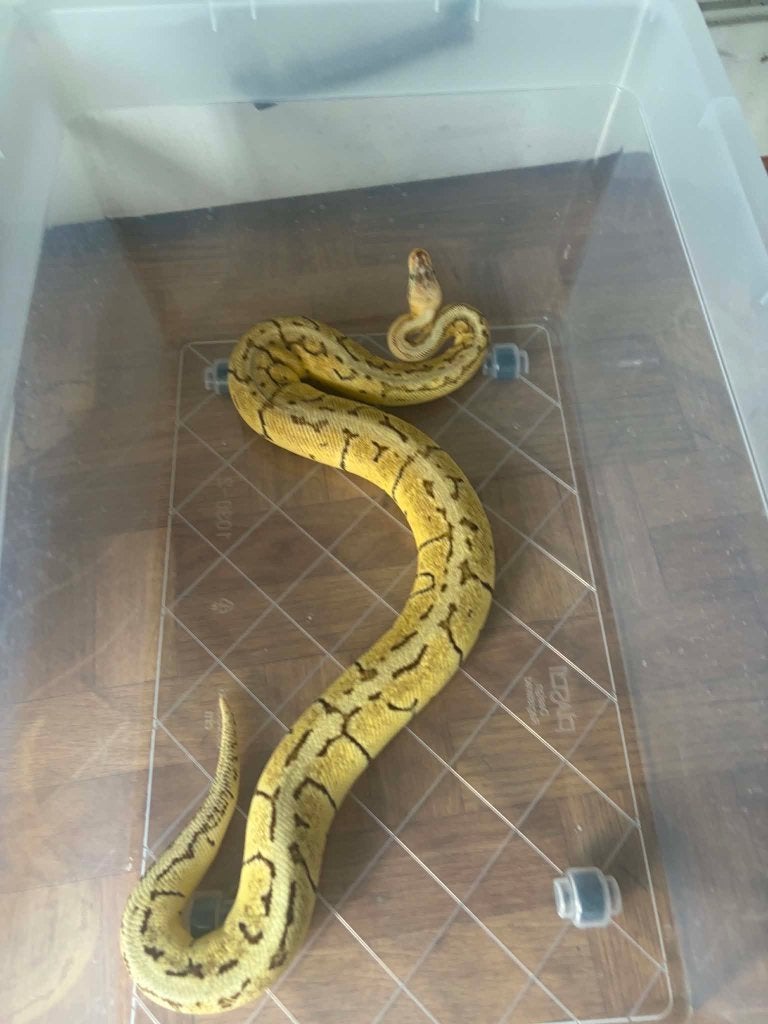 Python pastel, Animaux & Accessoires, Reptiles & Amphibiens, Serpent, Domestique, 0 à 2 ans