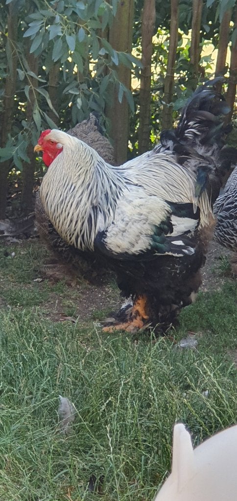 Brahma zilverpatrijs, Dieren en Toebehoren, Meerdere dieren, Kip