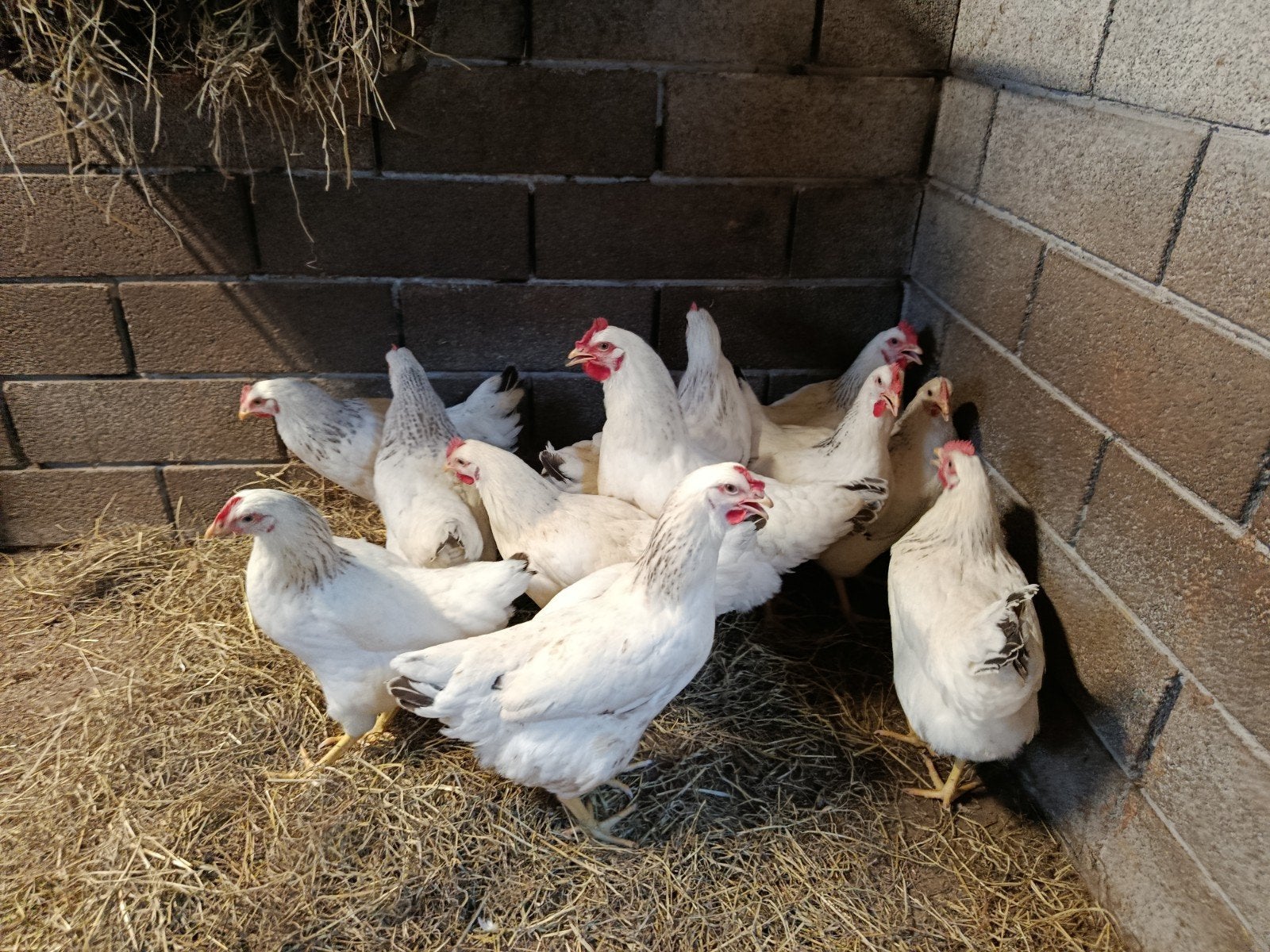 jonge sussex legkippen, Dieren en Toebehoren, Pluimvee, Kip
