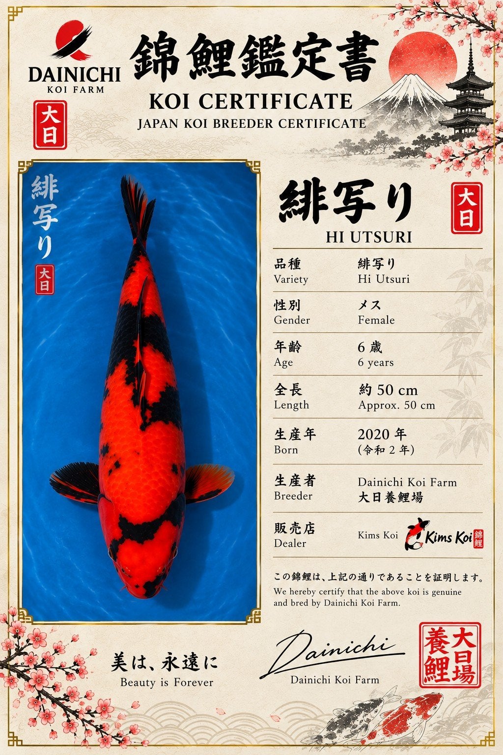 hi utsuri koi, Dieren en Toebehoren, Karper of Koi