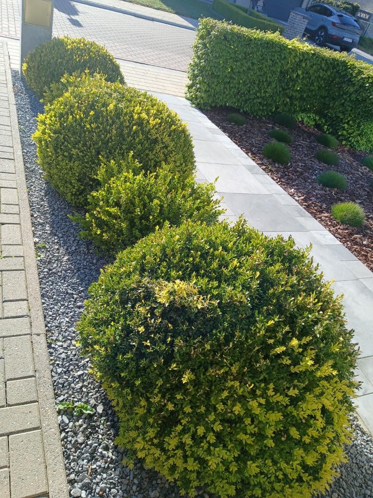 Buxusbollen, Tuin en Terras, Ophalen
