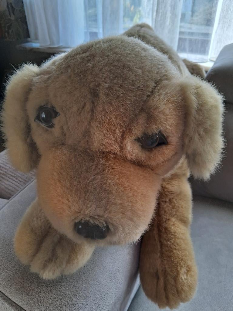 Grote knuffelhond  acsi, Ophalen of Verzenden