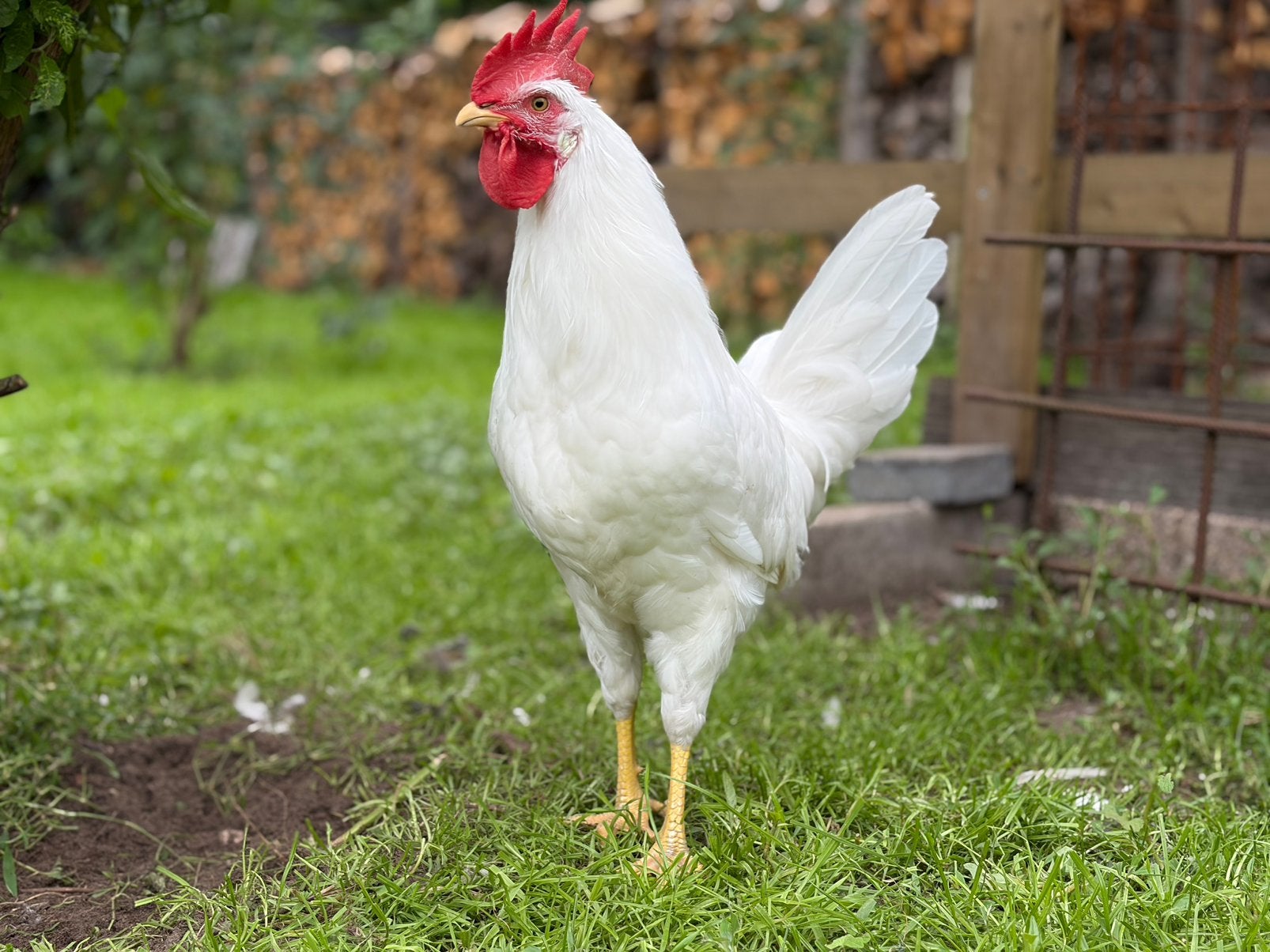 Haan raszuivere witte leghorn 13 weken, Dieren en Toebehoren, Mannelijk, Kip