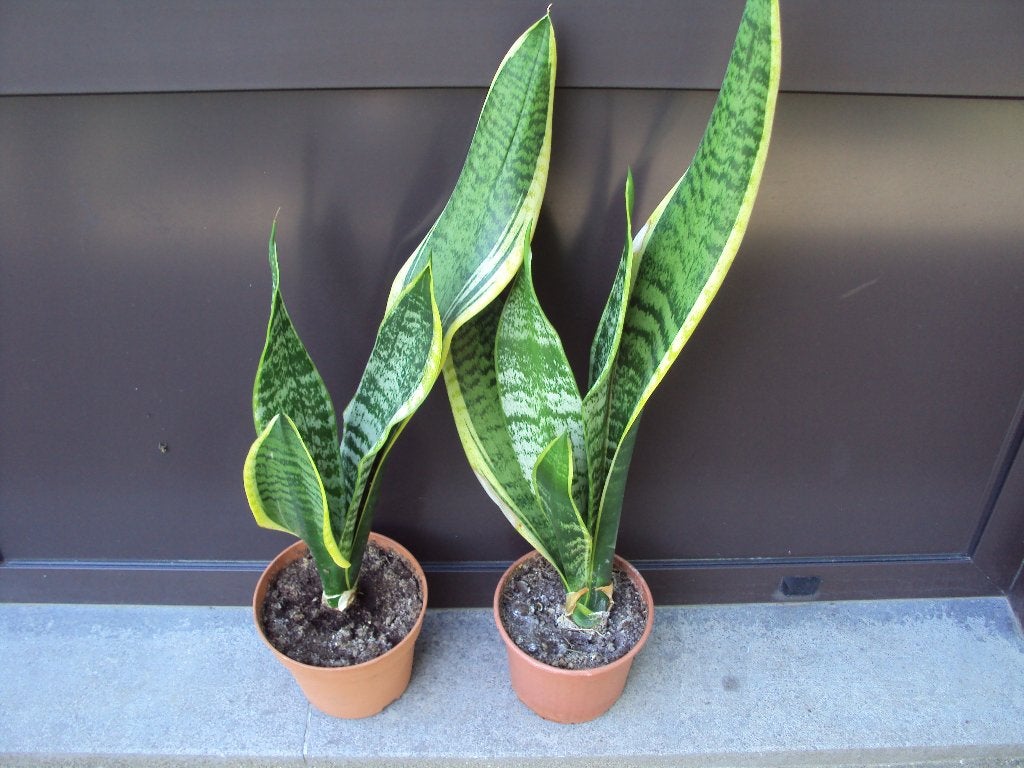 Sansevieria's of vrouwentongen, Huis en Inrichting, Ophalen