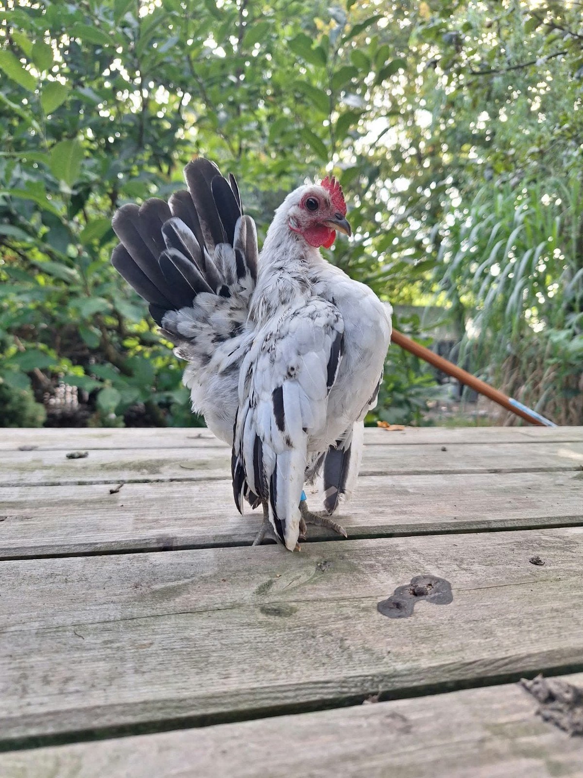 jeune coq Serama, Mâle, Poule ou poulet