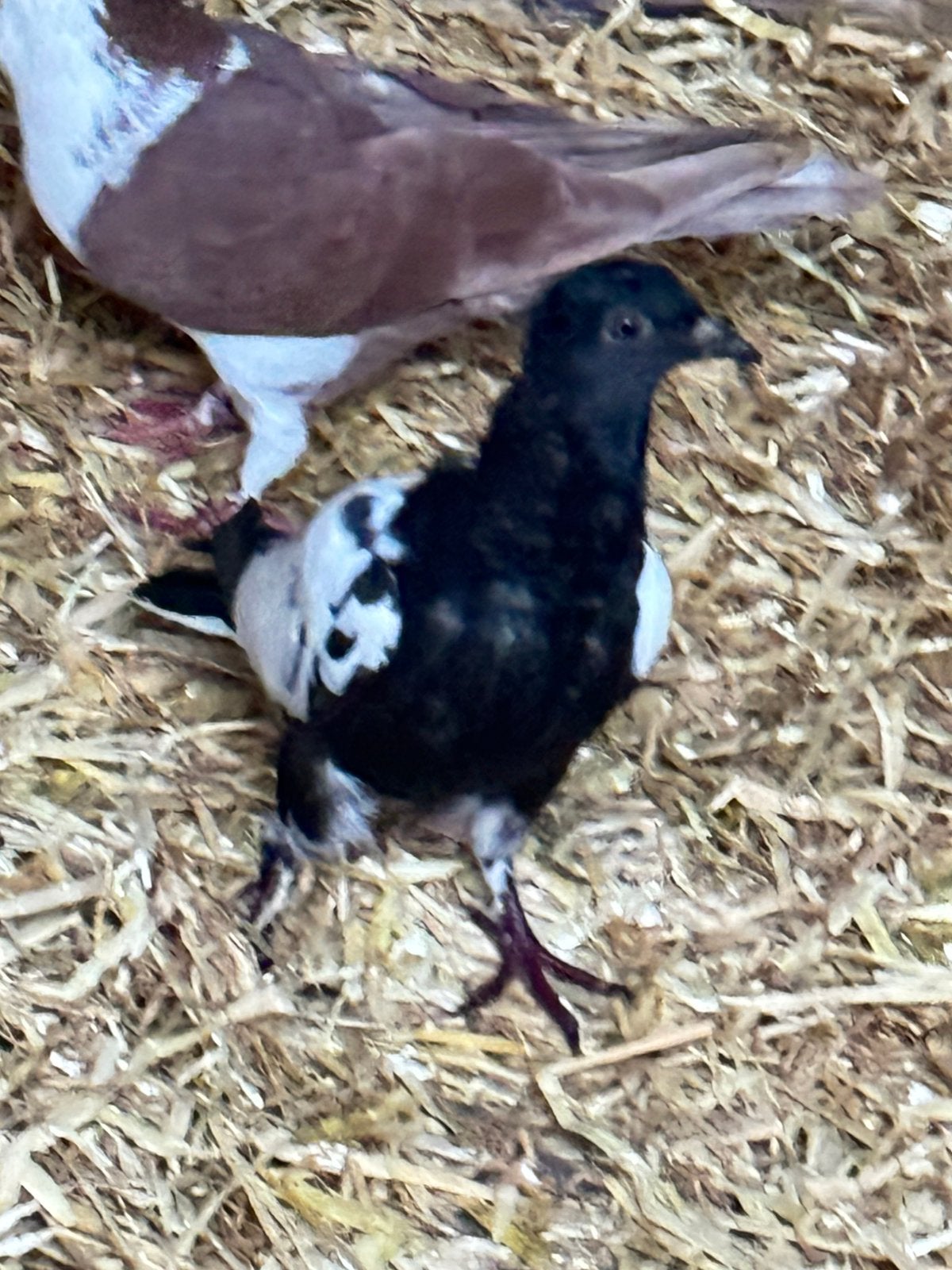 کفتر سیاهپتین, Dieren en Toebehoren, Meerdere dieren, Kropper