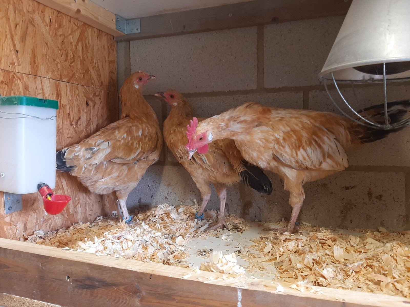 Vale/Gele van Haspengouw trio (2 hennen + haan), Dieren en Toebehoren, Meerdere dieren, Kip