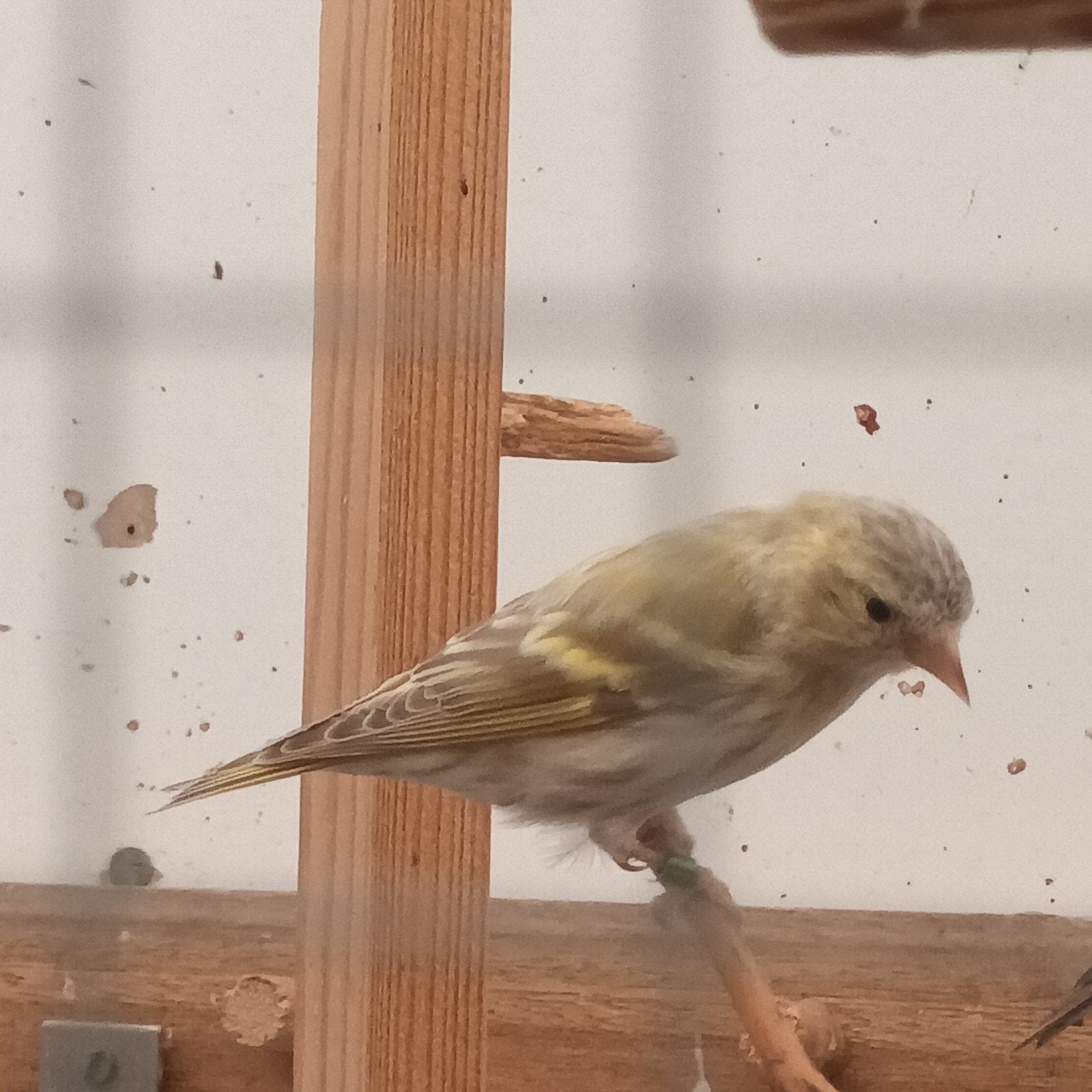 isabel sijs pop., Dieren en Toebehoren