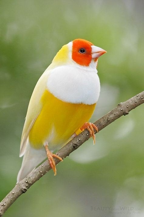 Je cherche un couple de gould diamant 2026., Dieren en Toebehoren, Vogels | Overige Vogels