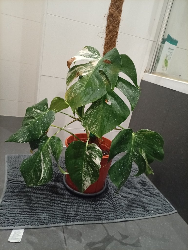 Monstera variegata, Autres espèces, Plein soleil, Moins de 100 cm, Enlèvement