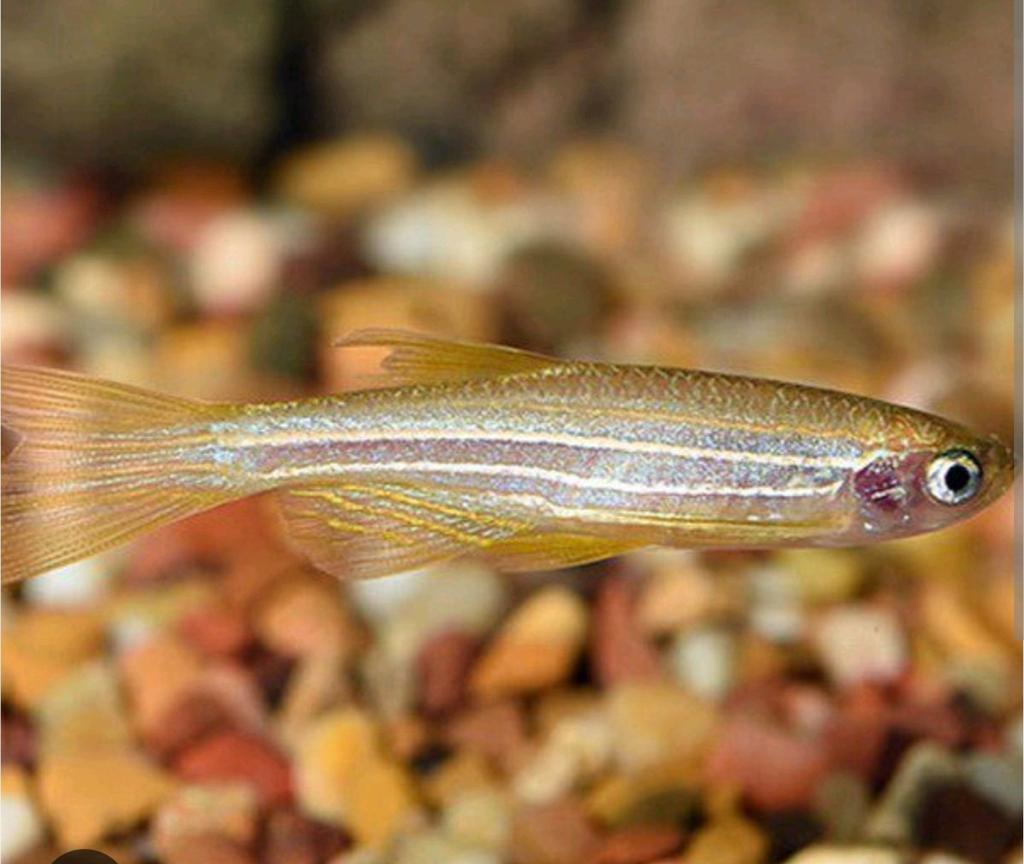 danios zebra vissen, Dieren en Toebehoren, Vissen | Aquariumvissen