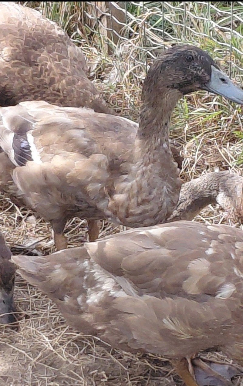 mannetje kruising khaki campbell X loopeend, Mannelijk, Eend