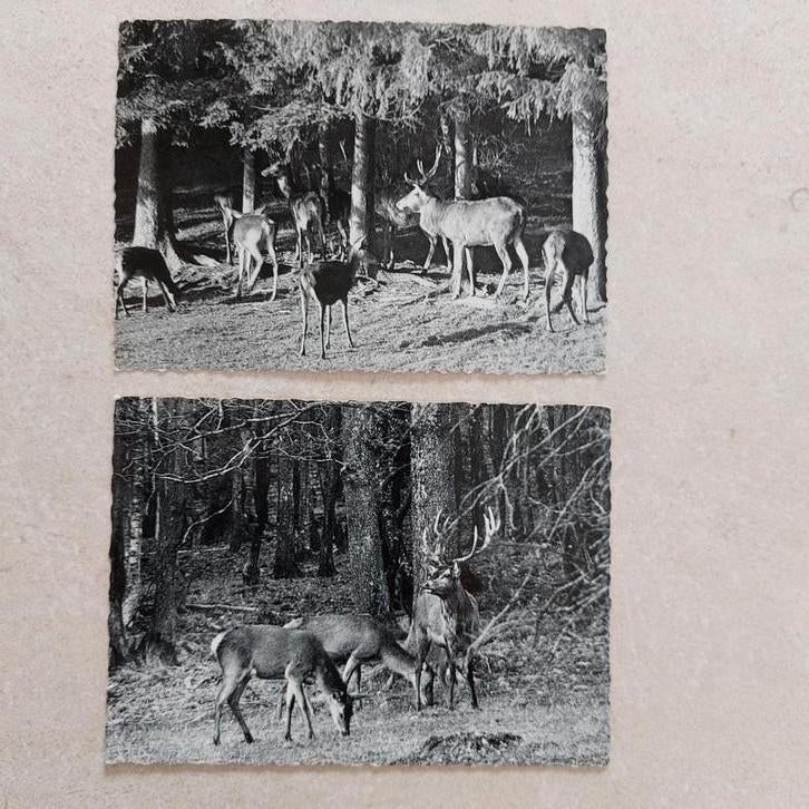 2 postkaarten: herten in de Ardennen, Collections, Enlèvement ou Envoi