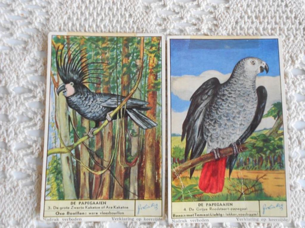 2 prenten van Liebig uit de reeks "De papegaaien", Gebruikt, Ophalen of Verzenden, 1940 tot 1960, Dier